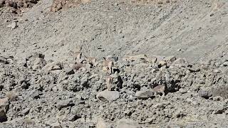 Asiatic Ibexes Near Pangong Lake [upl. by Atibat274]