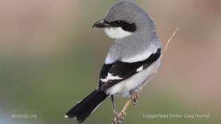 Loggerhead Shrike Call [upl. by Thorwald]