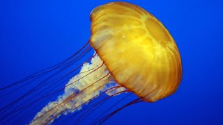 Facts The Jellyfish [upl. by Ylrad]