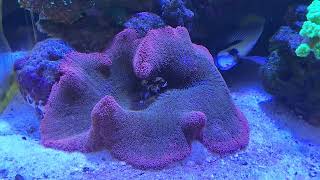 Carpet Anemone and bubble tip Anemone care [upl. by Ocko]