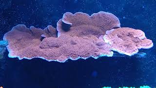 red montipora cap healed [upl. by Asilef144]