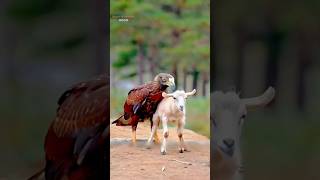 Eagle vs lamb youtubeshorts animals arcticanimals facts shorts [upl. by Ivanna]