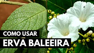 ERVA BALEEIRA PARA QUE SERVE COMO USAR E BENEFÍCIOS 013 [upl. by Orlene685]