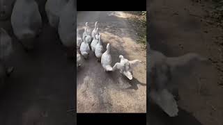 Save the duck😂 nico smartnico funny cute pets 🤣 animals🤣 duck [upl. by Eileen]