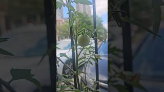 🍅🤩Kochu Kochu Santhoshangal🥰🤩 tomato gardening malayalam youtubeshorts viralvideo [upl. by Ardnuat]