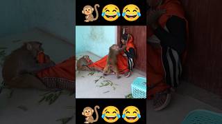 Devi Ji Angry Reaction🐒😂😂 feedingmonkeys bandar bandermama funny funnyshorts jaishriram [upl. by Sylas722]