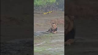 lion girnarjunagadh girnar girforest gujarattourism explore ytshorts shorts nationalpark [upl. by Eikcim]