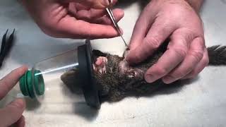 Botfly  Cuterebra removal from animals  Cuterebra from squirrel [upl. by Fantasia600]