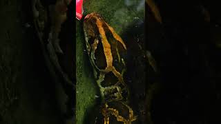 Two Pythons Hunting Chickens on Chicken Shed  Caught on Camera shortsfeed shorts youtubeshorts [upl. by Yahsal462]