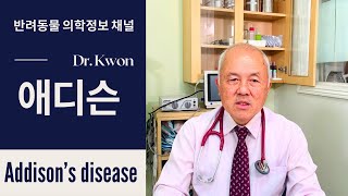 16  애디슨  Addison’s disease  LA Pet Care Dr Kwon반려동물 의학정보 채널 [upl. by Caryn111]