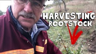 How to Harvest Rootstock for your Orchard the Easy Way [upl. by Nylaras]