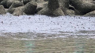 1130209 The flathead grey mullets gathering at wastewater treatment plant [upl. by Ntisuj]