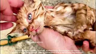 Kitten Falls into 10Meter Deep Abandoned Well After Losing Mother [upl. by Alomeda349]