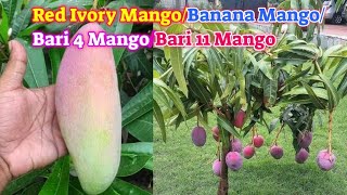 Red Ivory Mango Banana Mango Bari 4 Mango Bari 11 Mango Plant Available In My Nursery [upl. by Barling637]