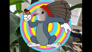 Ringneck dove Pretzel ep 46  Tom and Jerry [upl. by Nisay]