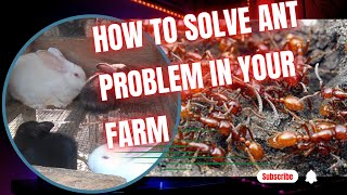 HOW TO SOLVE ANT INFESTATION IN YOUR FARM scentfarms [upl. by Asia985]