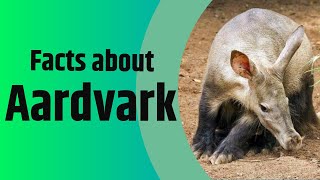 Facts About Aardvark  The Antbear  2020 Update [upl. by Cagle180]