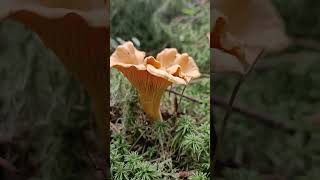 Лисичка настоящаяCantharellus cibarius [upl. by Litt]