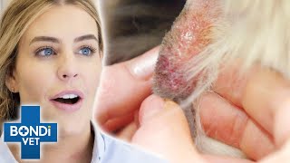 Will Vet Pop Cyst On Dogs Neck  Bondi Vet [upl. by Chicoine]