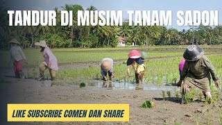 TANDUR MUSIM TANAM SADON [upl. by Alano293]