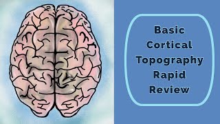 Cortical Topography Rapid Review [upl. by Dan]