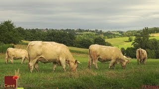 DES ÉLEVEURS PYRÉNÉENS EN ESTIVE  Les Vaches  Le Carré Fermier 23  Partenaire Tv Izard [upl. by Cyb]