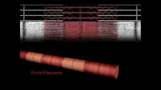 Muscle Contraction Overview Animation [upl. by Ennovaj]