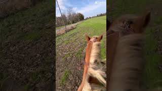 Little gallop on dusty rodeo equestrian horse [upl. by Lenni]