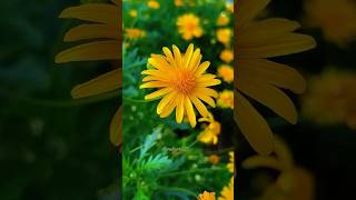 Euryops chrysanthemoides🌼chrysanthemoidesshorts [upl. by Cordie134]