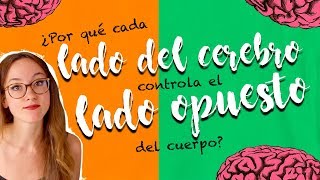 ¿POR QUÉ CADA LADO DEL CEREBRO CONTROLA AL OPUESTO DEL CUERPO [upl. by Akit]