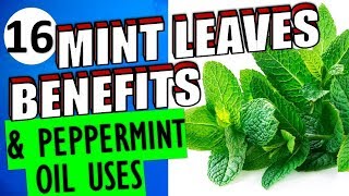 16 Impressive Health Benefits and Uses of Mint leaves and Peppermint Oils for Hair Skin amp Weight [upl. by Aenit]