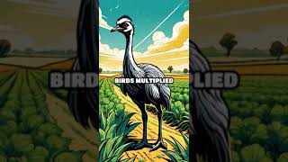 The Great Emu War oversimplified [upl. by Nemhauser924]