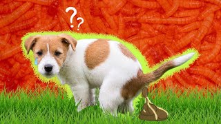 Deworming in dogs 🐶 worms in dog and puppy  deworming schedule  deworming medication  dog [upl. by Sucramd]