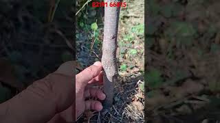 One year persimmon plant growth farming organicsoil fruit persimmon agriculture soil [upl. by Eudoxia]