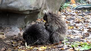 Porcupine Mating [upl. by Millford]