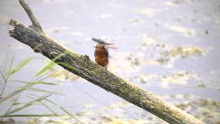 What Kingfishers do  a day in the life [upl. by Pinckney565]