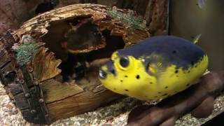 Dogface puffer fish [upl. by Friday]