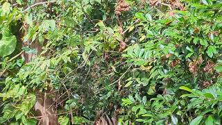 Amazing to See American Redstart Flitting About Leaves in Tree on Cross Seminole Trail Oviedo [upl. by Skier]