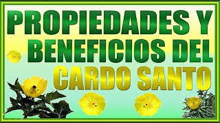 Cardo Santo Propiedades y Beneficios [upl. by Oker32]