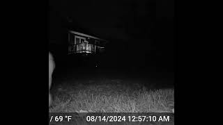 GARDEPRO E6  Trail Camera  Two Raccoons and a Fox  August 14th 2024 shorts [upl. by Ynahpets]