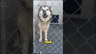 How is this Husky not been Adopted yet Is it the Name caninerescue dogowner [upl. by Chuck]