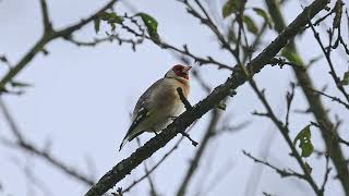 Stieglitz Carduelis carduelis [upl. by Mathews695]