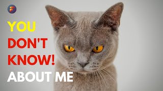 British Shorthair Cat  CHARACTERISTICS and FACTS  Factsoverdose [upl. by Shalna]