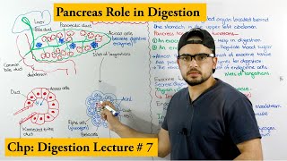 Pancreas and its functions [upl. by Aenotna]