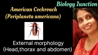 Cockroach  External Morphology  head thorax and abdomen  NEET  Boards [upl. by Derwin139]