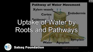 GCSE Biology  Transport in plants  Translocation Phloem and Transpiration Xylem 51 [upl. by Leamse]