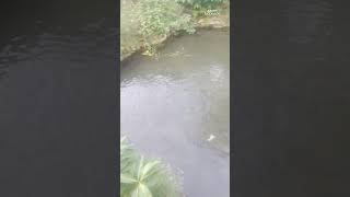 FISH POND TILAPIA  tilapia fishpond isda shortvideo [upl. by Gautea]