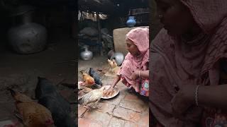 Chicken feed in the village chicken shortvideo shorts shortsvideo [upl. by Blasien]