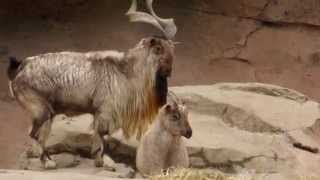 Markhor at the Columbus Zoo [upl. by Ellenahs678]