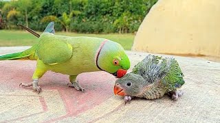 Talking Ringneck Parrot Greeting Baby Parrot [upl. by Roldan]